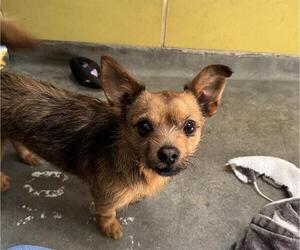 Border Terrier Dogs for adoption in Redwood City, CA, USA