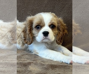 Medium Cavalier King Charles Spaniel