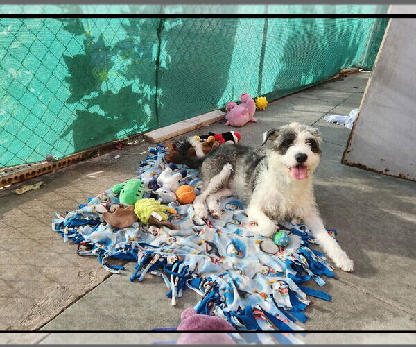 Medium Photo #7 Mutt Puppy For Sale in Mission Viejo, CA, USA