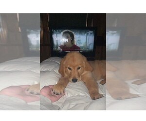 Golden Retriever Puppy for sale in VINCENT, OH, USA