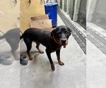 Small Rottweiler Mix