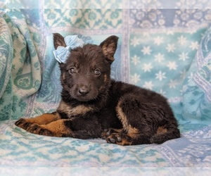 German Shepherd Dog Puppy for sale in QUARRYVILLE, PA, USA