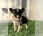 Small Photo #14 Chihuahua Puppy For Sale in DALLAS, TX, USA