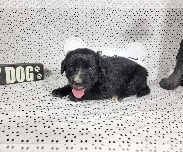 Medium Photo #11 Golden Mountain Dog Puppy For Sale in BLACK FOREST, CO, USA