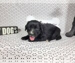 Small Photo #22 Golden Mountain Dog Puppy For Sale in BLACK FOREST, CO, USA