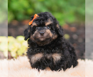 Medium Goldendoodle (Miniature)