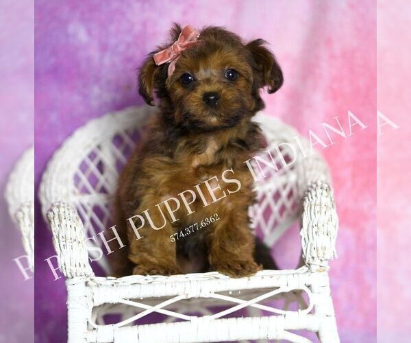 Medium Photo #134 Yorkipoo Puppy For Sale in WARSAW, IN, USA