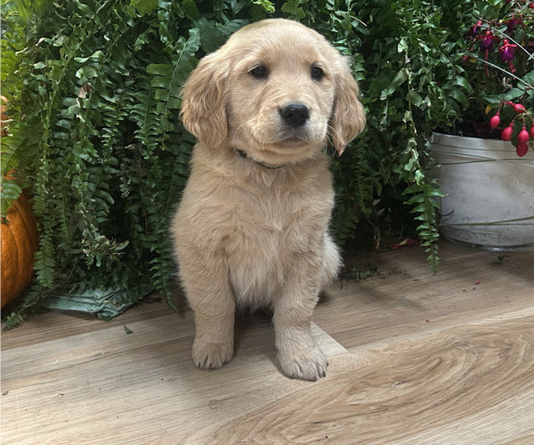 Medium Photo #8 Golden Retriever Puppy For Sale in LEAF RIVER, IL, USA