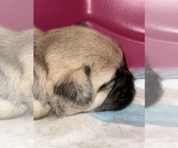 Medium Photo #13 Pug Puppy For Sale in MINERAL RIDGE, OH, USA