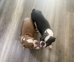 Mother of the Boston Terrier puppies born on 06/08/2025