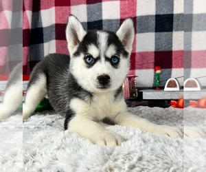 Pomsky Puppy for sale in GREENWOOD, IN, USA