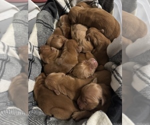 Golden Retriever Puppy for Sale in JACKSONVILLE, Florida USA