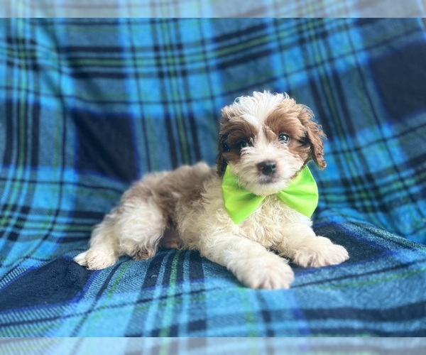Medium Photo #7 Cavapoo Puppy For Sale in LAKELAND, FL, USA