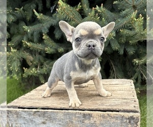 French Bulldog Puppy for sale in MIDDLEBURY, IN, USA