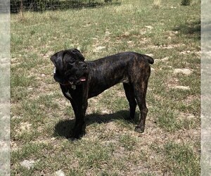 Mother of the Cane Corso puppies born on 10/21/2020