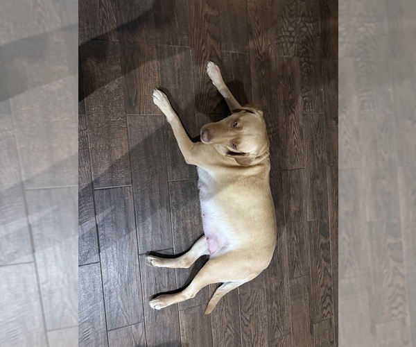 Medium Photo #1 Labrador Retriever Puppy For Sale in BELLEVIEW, KY, USA