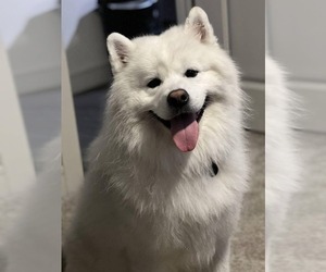 Father of the Samoyed puppies born on 04/10/2023