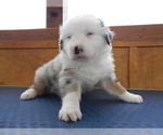 Puppy 4 Australian Shepherd