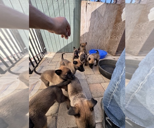 Medium Photo #2 Belgian Malinois Puppy For Sale in OXNARD, CA, USA