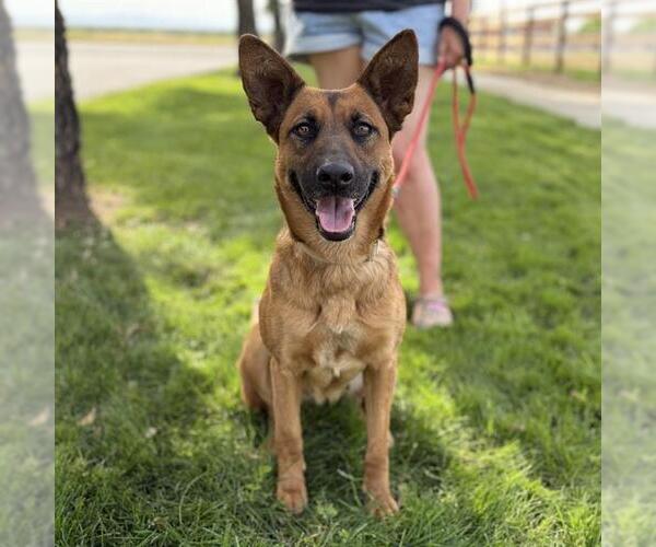 Medium Photo #1 German Shepherd Dog-Unknown Mix Puppy For Sale in Modesto, CA, USA