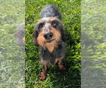 Small #6 Dachshund