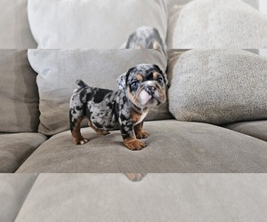 English Bulldog Puppy for Sale in BAKERSFIELD, California USA