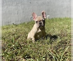 Small French Bulldog