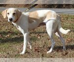 Small Photo #3 Labrador Retriever-Unknown Mix Puppy For Sale in Prattville, AL, USA