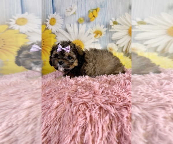 Medium Photo #6 ShihPoo Puppy For Sale in RIPLEY, MS, USA