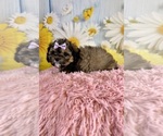 Small #5 ShihPoo