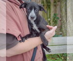 Small #2 German Shorthaired Pointer Mix