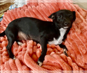 Chihuahua-Unknown Mix Dogs for adoption in Cranston, RI, USA