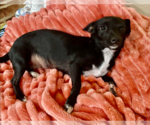 Small Chihuahua Mix