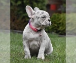 Small Photo #5 French Bulldog Puppy For Sale in SALEM, OR, USA