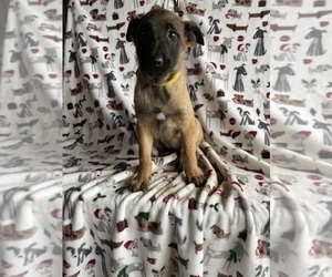 Belgian Malinois Puppy for Sale in LANCASTER, Pennsylvania USA