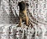 Small Belgian Malinois