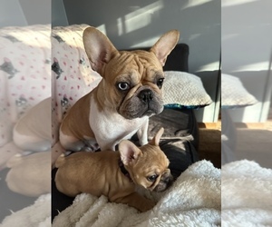 Mother of the French Bulldog puppies born on 12/23/2022