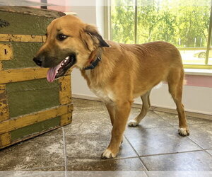 English Shepherd-Unknown Mix Dogs for adoption in Rockaway, NJ, USA