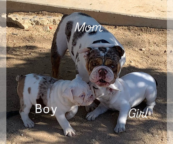 Medium Photo #1 English Bulldog Puppy For Sale in VICTORVILLE, CA, USA