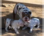 Small Photo #1 English Bulldog Puppy For Sale in VICTORVILLE, CA, USA