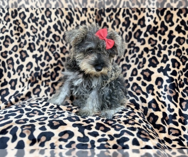 Medium Photo #9 Schnauzer (Miniature) Puppy For Sale in LAKELAND, FL, USA