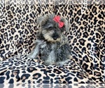 Small #8 Schnauzer (Miniature)