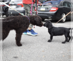 Small #1 Labrador Retriever