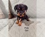 Small #2 Rottweiler