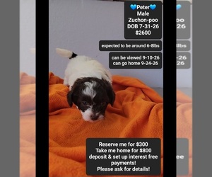 Poodle (Toy)-Zuchon Mix Puppy for sale in TUCSON, AZ, USA