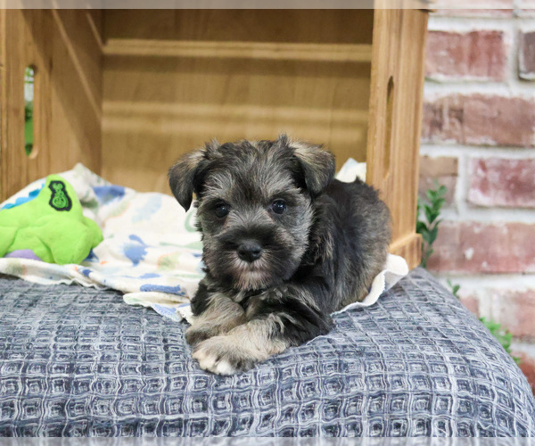 Medium Photo #2 Schnauzer (Miniature) Puppy For Sale in SYRACUSE, IN, USA