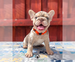 Gus - Male French Bulldog Puppy for Sale - Small photo