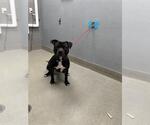 Small American Pit Bull Terrier Mix