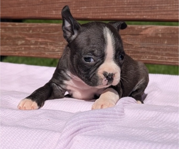 Medium Photo #2 Boston Terrier Puppy For Sale in GOSHEN, IN, USA