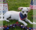 Small #2 Chihuahua